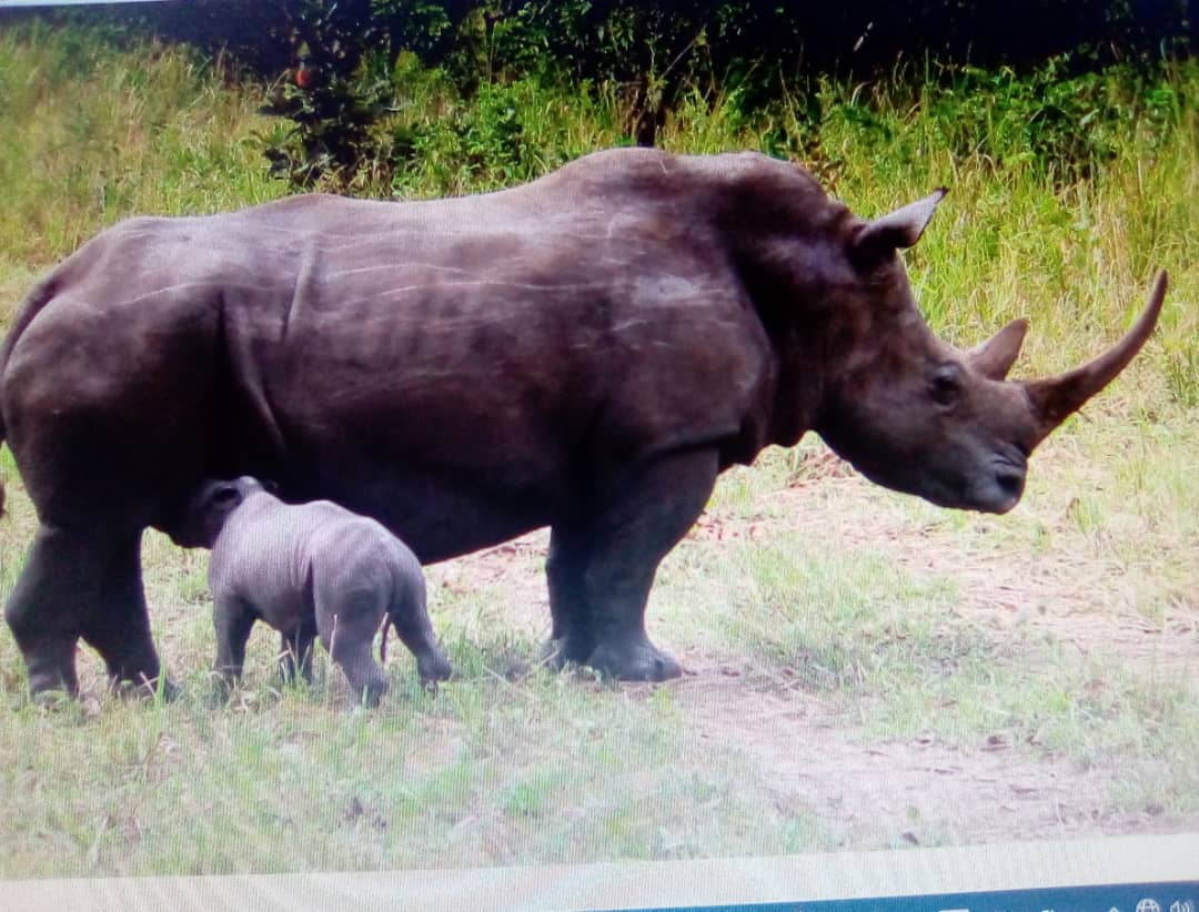 A mother Rhino and baby Rhino at Ziwa Rhinos Sanctuary