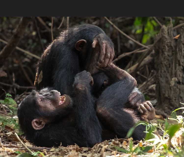 Chimpanzee Habituation Experience