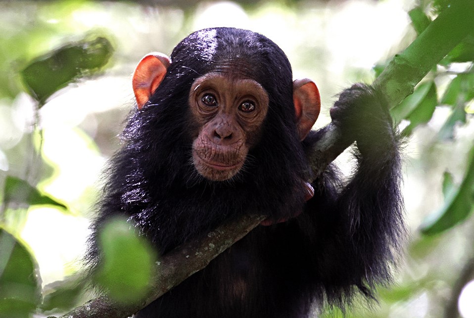 Chimpanzee Tracking Exercise