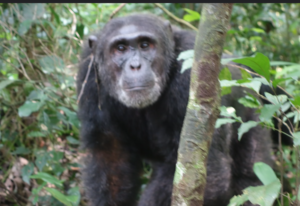 chimpanzees,the close cousins to human beings are reside at Kibale Forest National Park