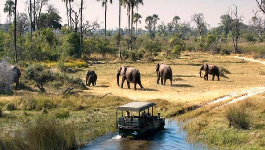 elephant herd moving through pian upe game reserve grounds