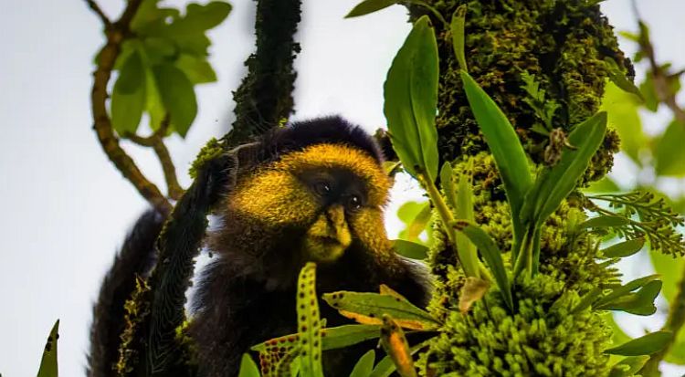 tracking for golden monkeys at mgahinga national park