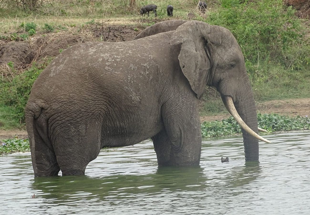 Queen Elizabeth National Park