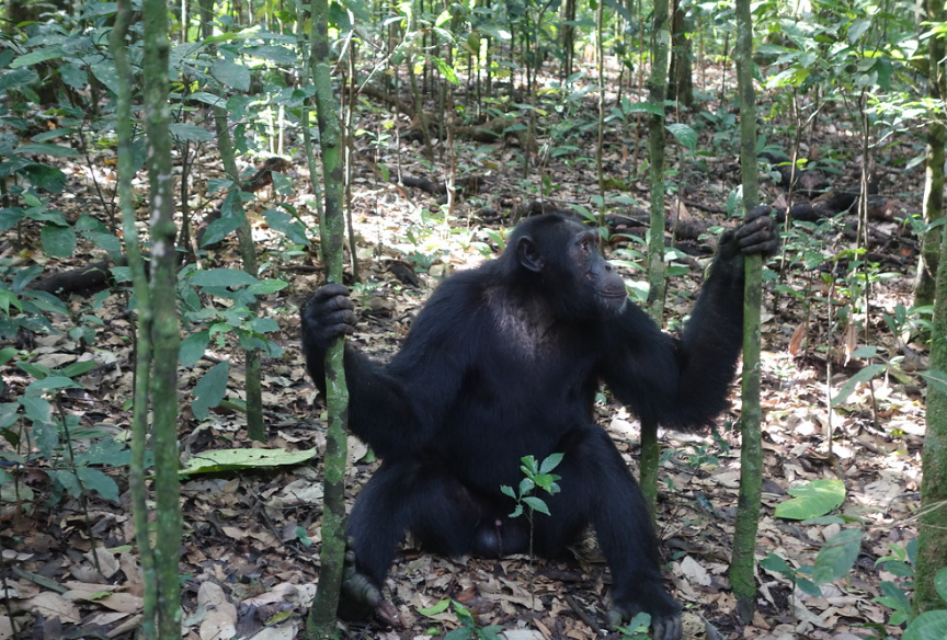 chimpanzee tracking Exercise at Kibale Forest National Park