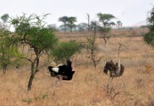 enjoy otrich watching at Kidepo Valley National Park