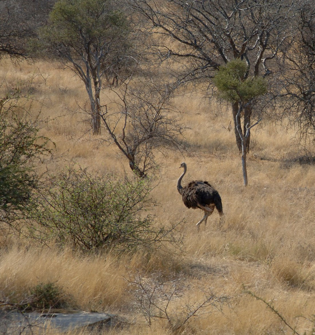 Matheniko Game Reserve