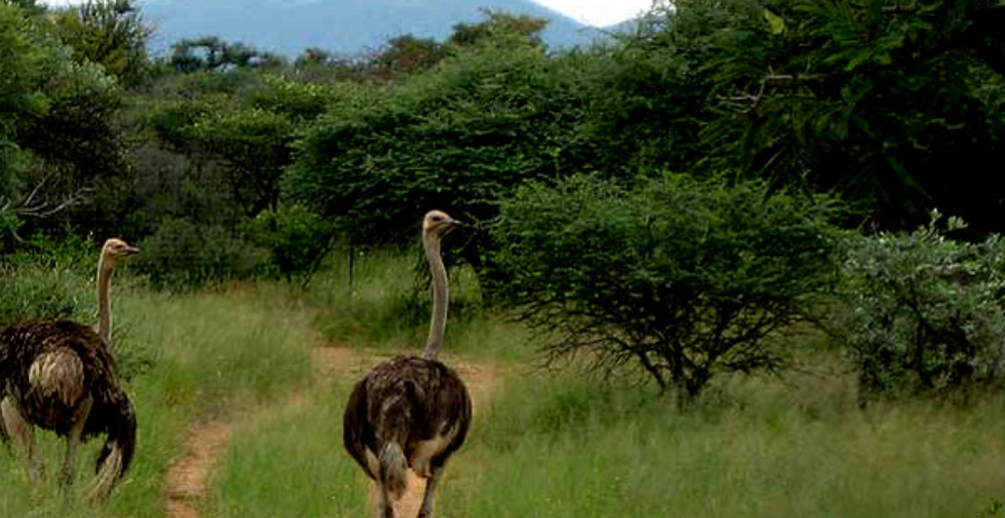 Pian Upe Game Reserve