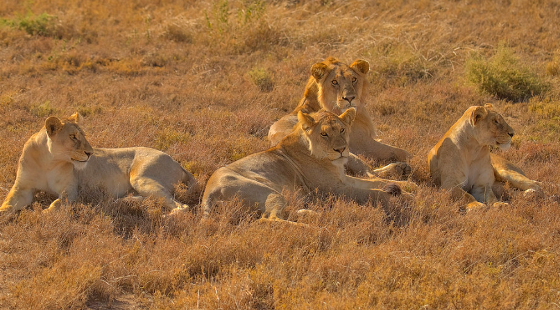 Wildlife Viewing Safaris