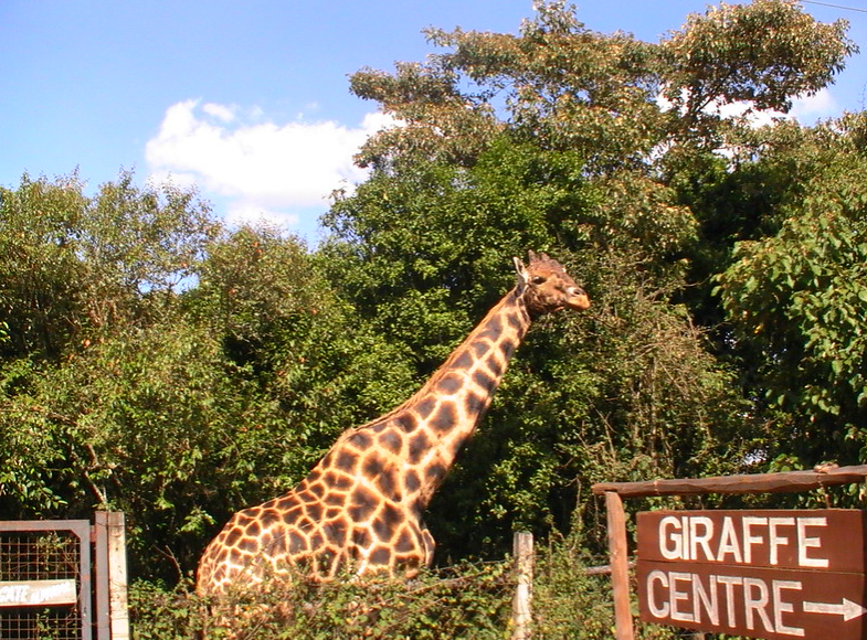 The Giraffe Feeding Center,Nairobi Kenya