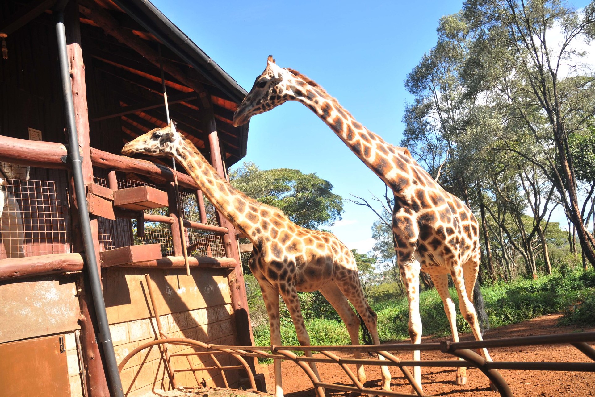 giraffe centre, Nairobi National Pek