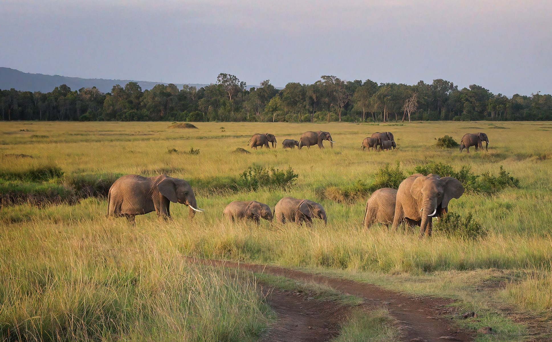 Masai Mara National Reserve