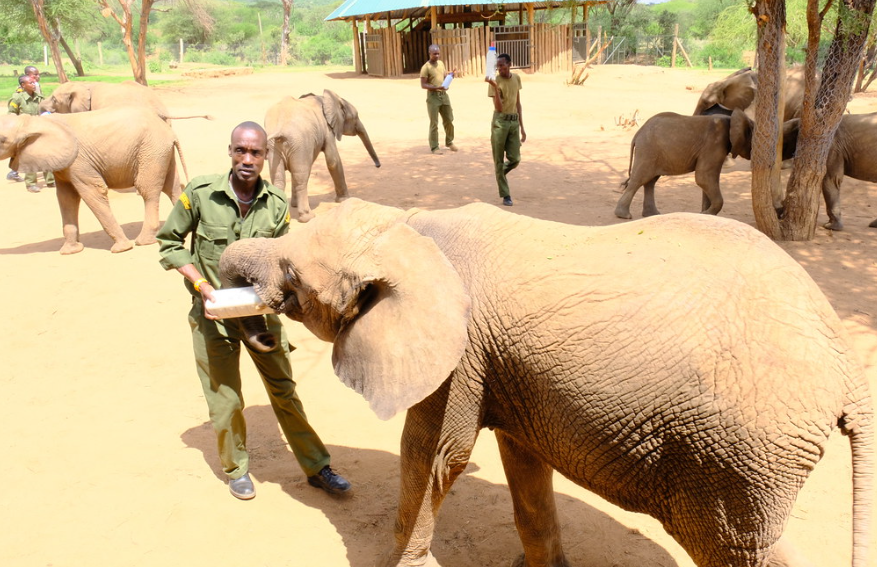 care takers bottle feed orphaned baby elephants at the Reteti Elephants Sanctuary