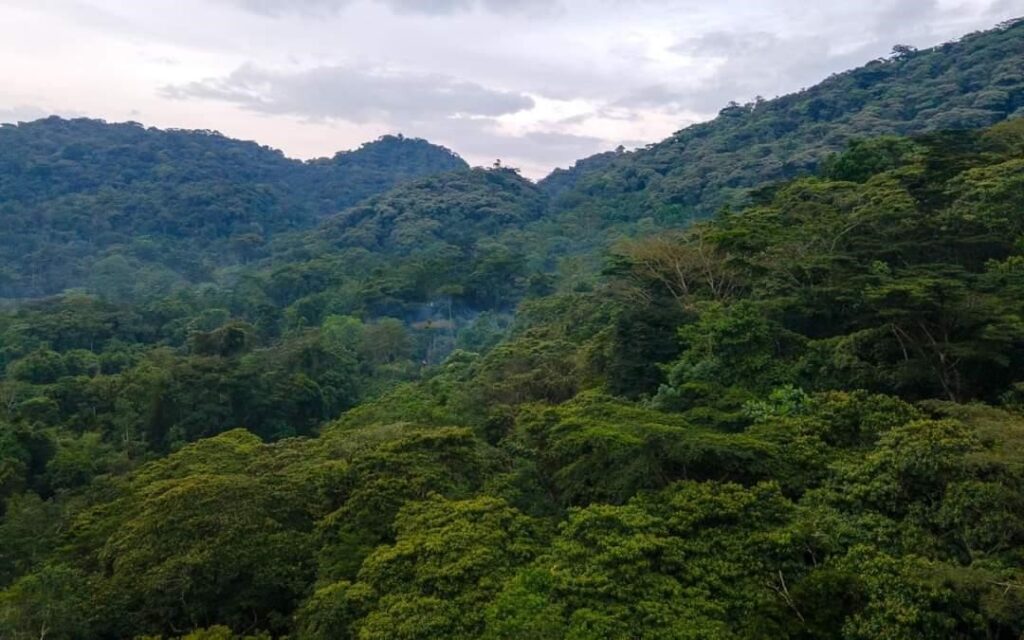 Fly into Entebbe Airport to The lush and dense rainforest of Bwindi Impenetrable National Park in Uganda, home to mountain gorillas.