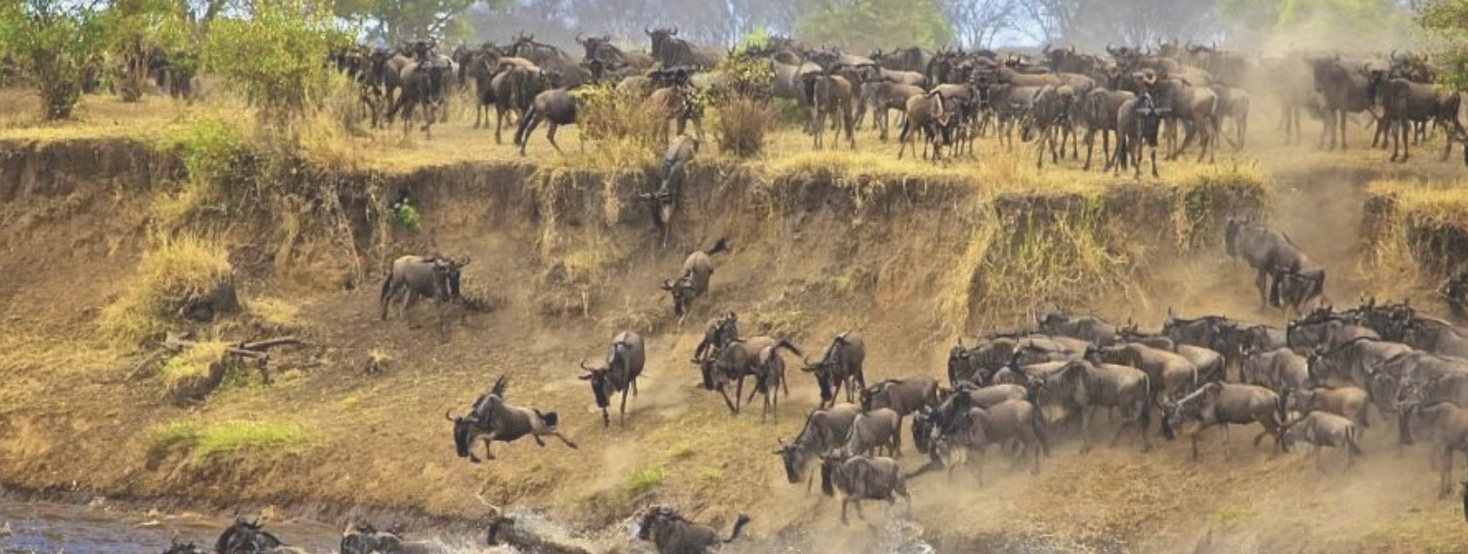 Thousands of Wildebeests spotted at the grumeti River ,serengeti national park