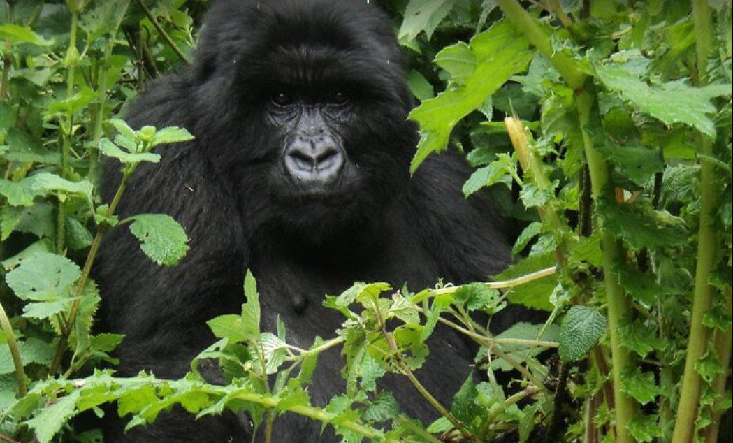 a gorilla poses midst leaf branches at volcanoes national park,Rwanda