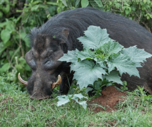 a gaint forest hog looks for food at Aberdare national Park,Kenya