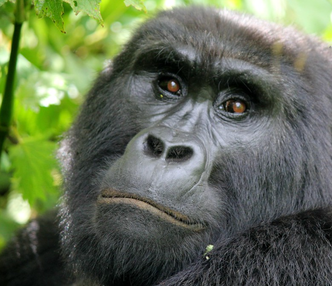 Close-up of a mountain gorilla in Bwindi Impenetrable Forest, gazing calmly amidst lush green vegetation."