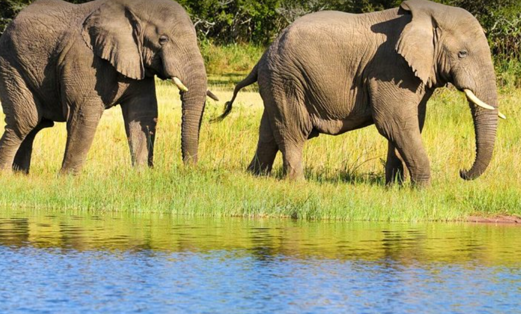 elephants spotted at the bank of Lake Ihema on a 2 Days Akagera National Park Safari