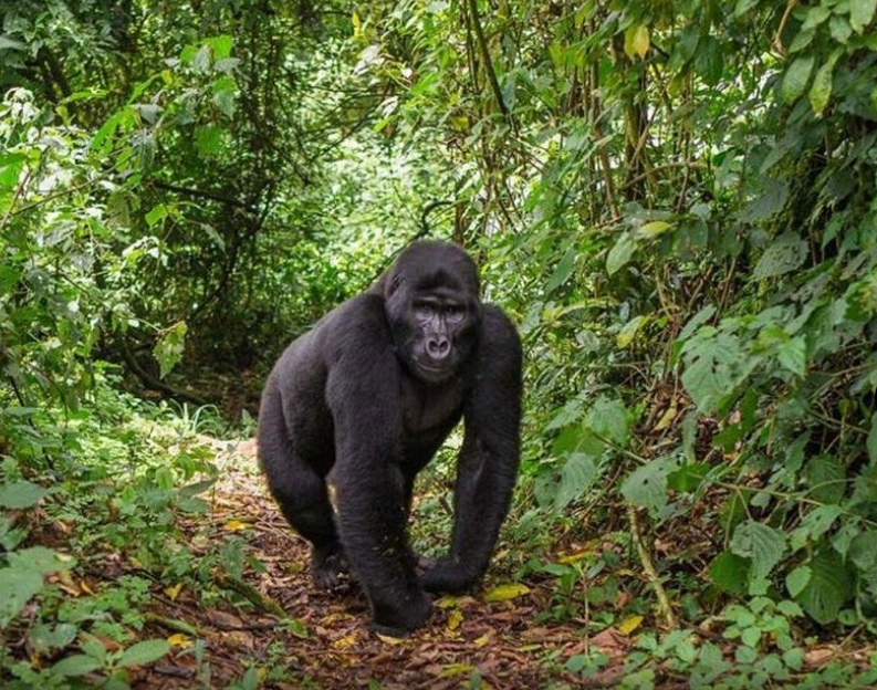 Gorilla walking through lush green forest, surrounded by dense foliage.