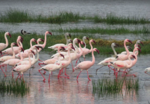 beautiful flamingos float on lake nakuru