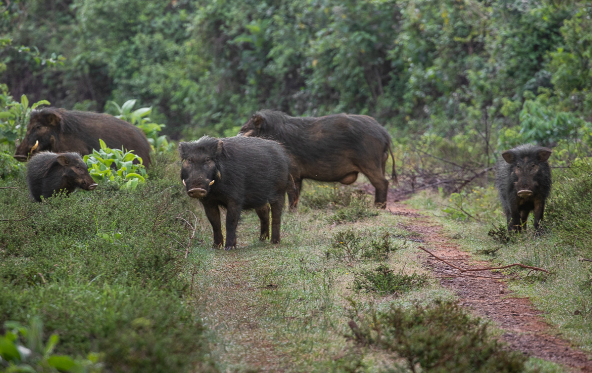 Aberdare National Park Kenya