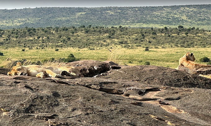 lions rest on a rock at Masai Mara national reserve, one of top tourist attractions in Kenya