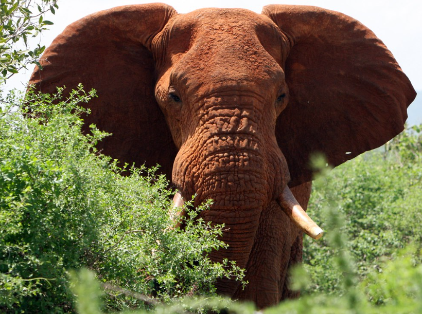 Tsavo National Park African red elephant