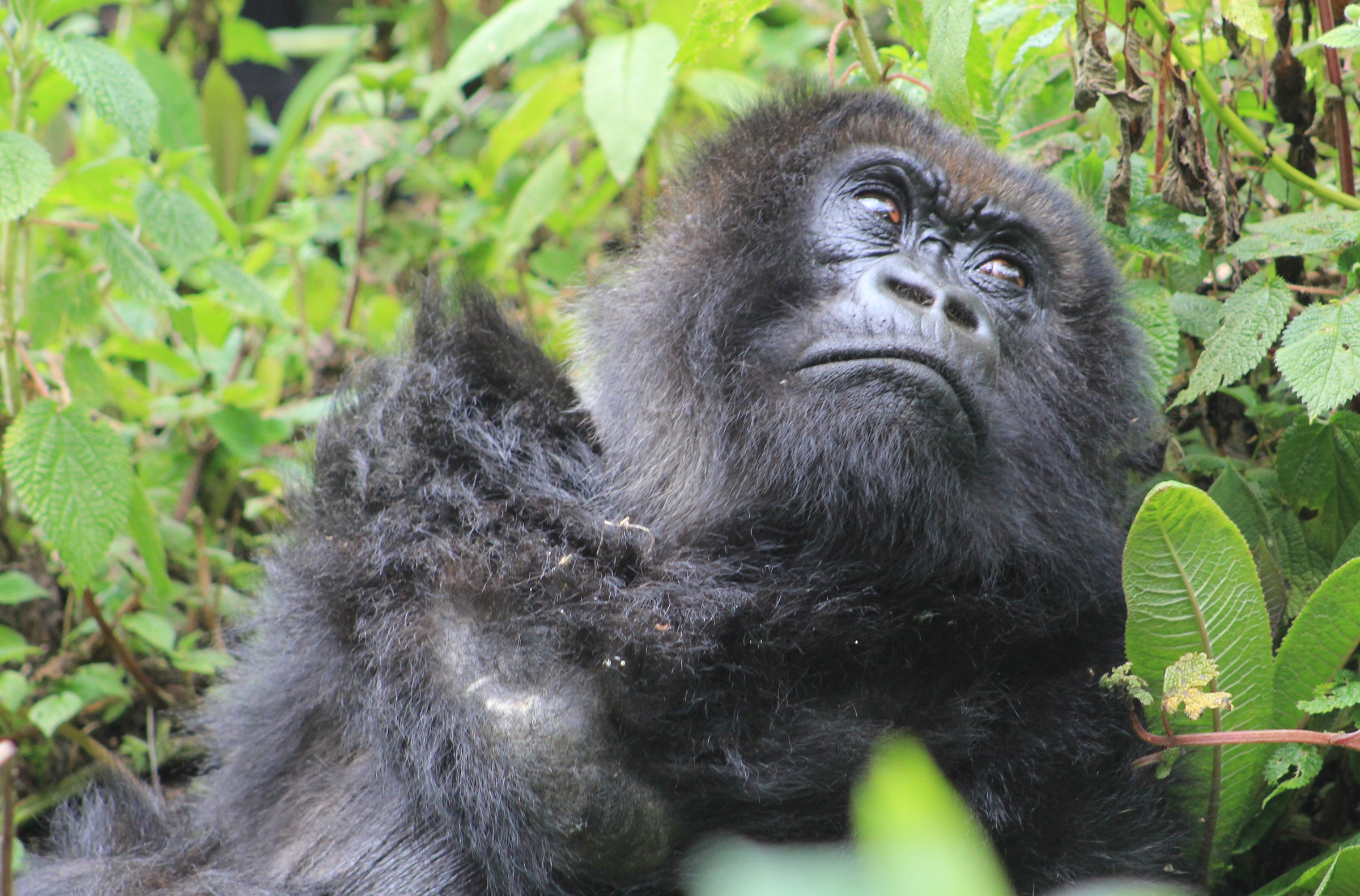 4 Days Rwanda Double Gorilla Trekking Tour