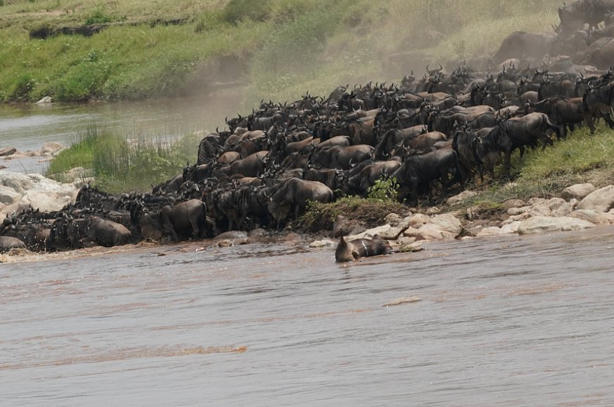 Great Migration Kenya Tanzania