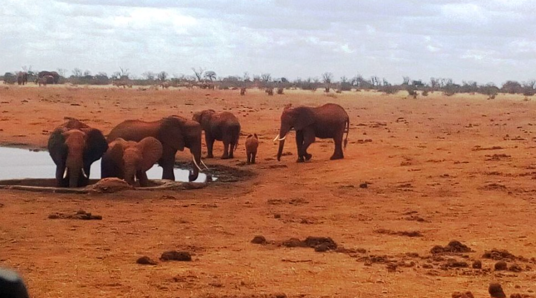 Safari to Tsavo National Park