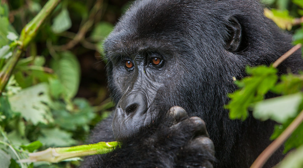 uganda gorilla at bwindi forest national park