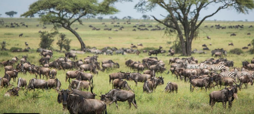 Wildebeest and zebras in Serengeti during the Great Migration, grazing under acacia trees