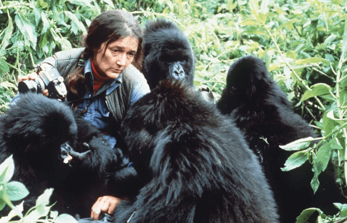 3 Days Rwanda Gorilla Tour and Dian Fossey Hike