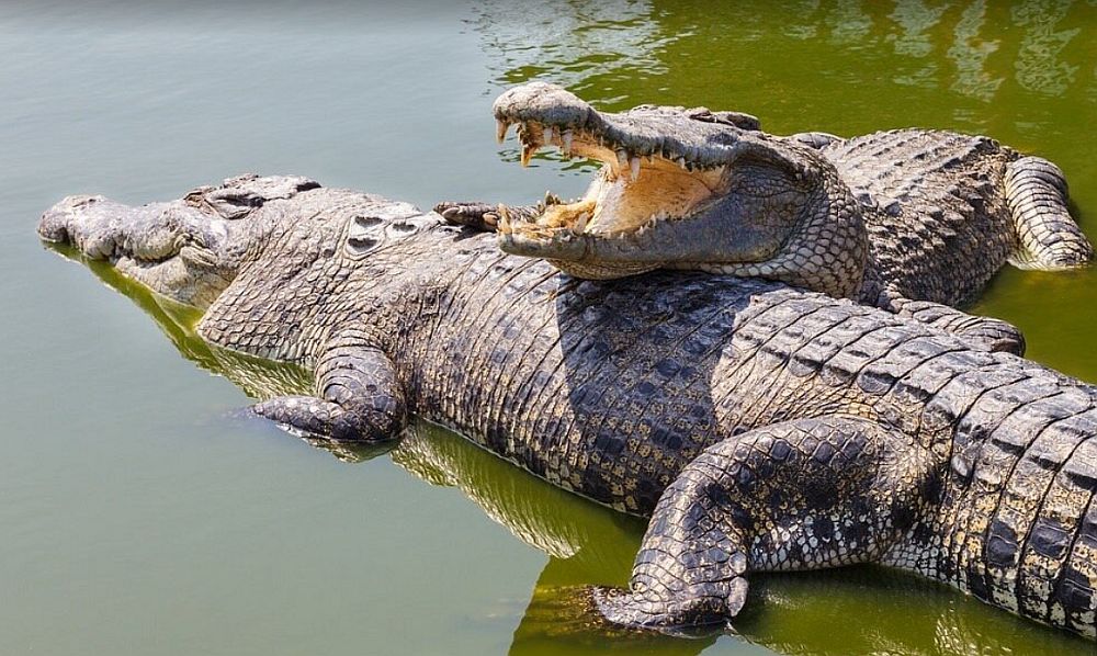 chilling crocodiles at Murchison falls wildlife safari