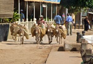 donkeys stroll through lamu island city in kenya