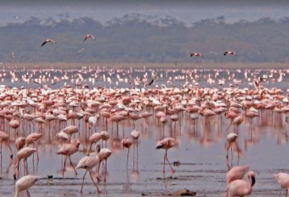 flamingo bird watching at Lake Nakuru National Park