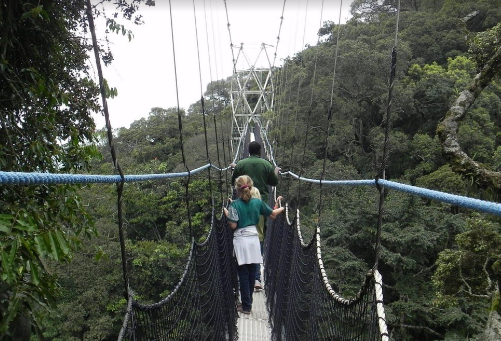 3 Days Rwanda Chimpanzee Tracking Safari, Nyungwe Forest