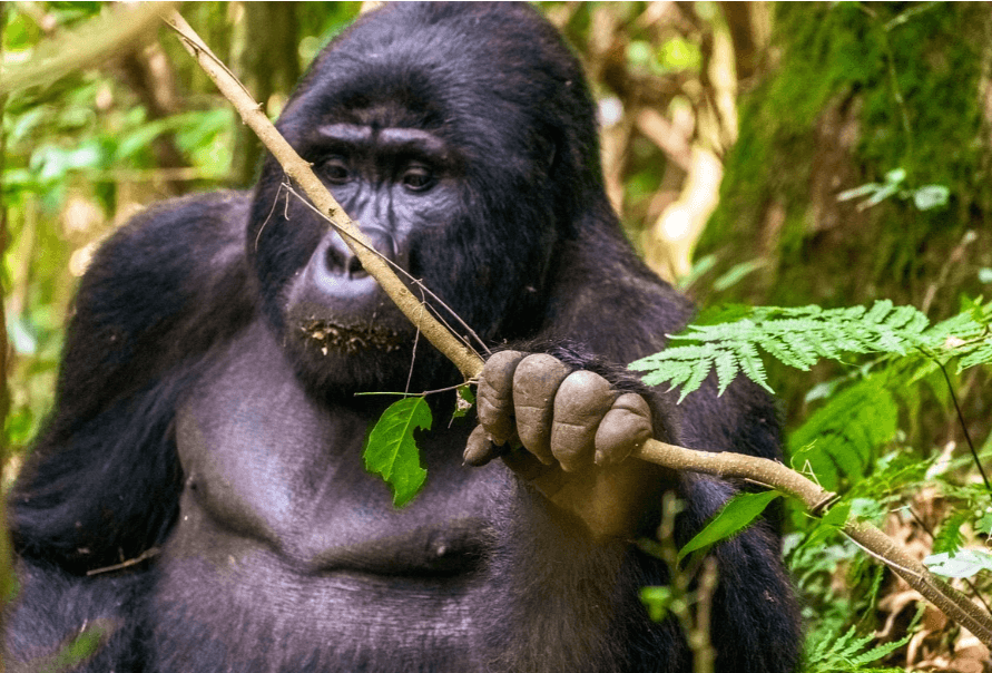 Gorilla Trekking in Bwindi Impenetrable Forest National Park,Uganda