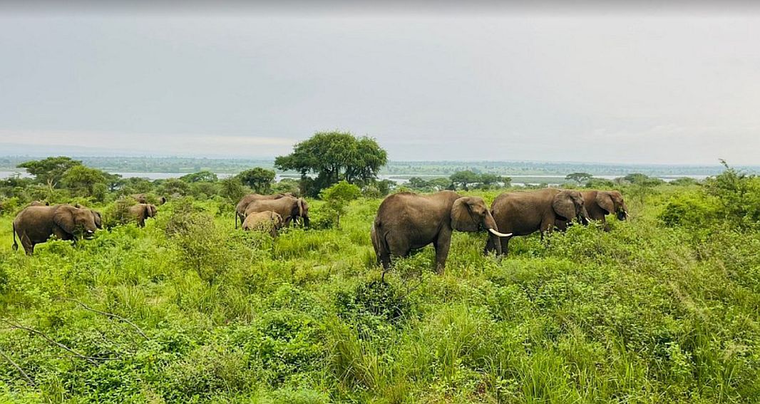 3 Days Murchison Falls Wildlife Safari