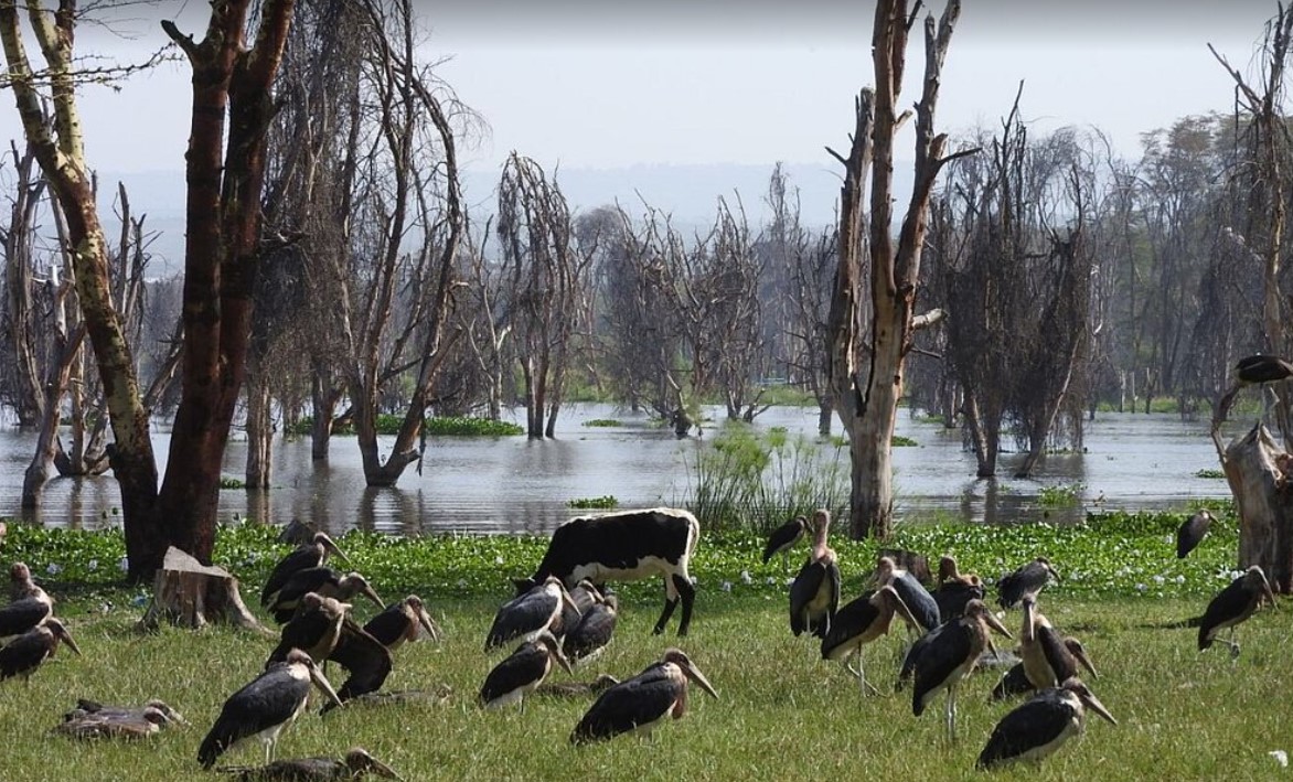 Lake Naivasha National Park Kenya