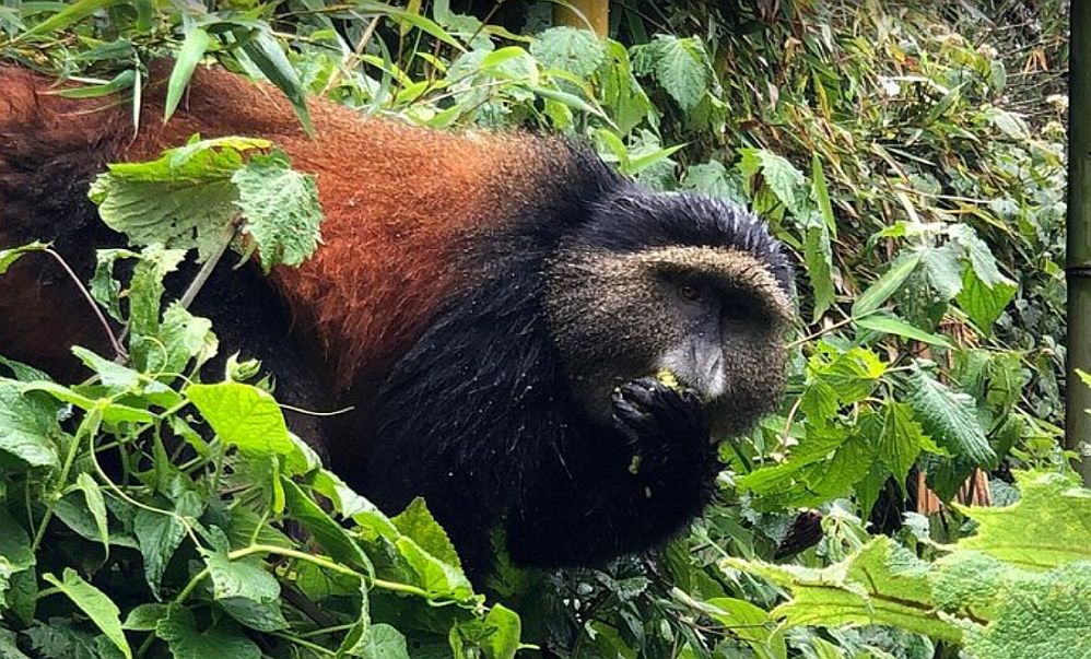 3 Days Gorilla Trek Rwanda and Golden Monkeys