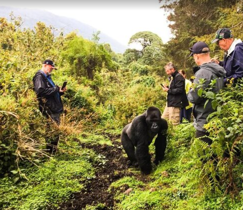 5 Days Rwanda Gorillas and Chimpanzee Safari