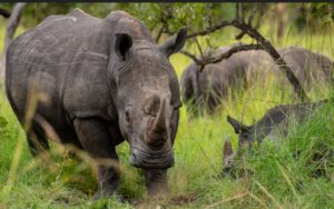 white rhinos seen grazing at the zziwa rhinos sanctuary, en-rout Murchison falls safari