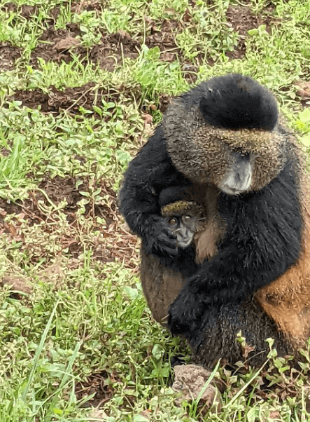 a mother golden monkey nurtures its young one during a golden monkeys trekking exercise