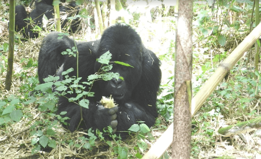 Gorilla Trekking Permit