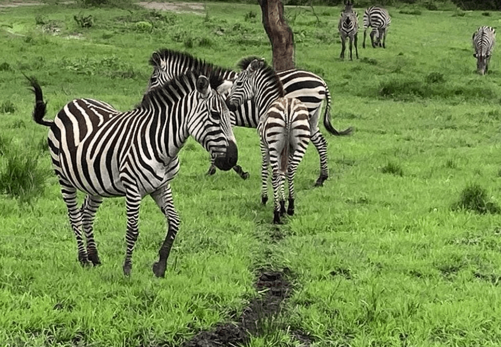 3 Days Lake Mburo National Park Safari, Uganda