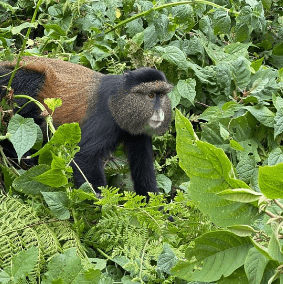 Golden Monkeys Trekking in Uganda and Rwanda