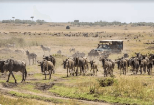 Best National Parks in Kenya