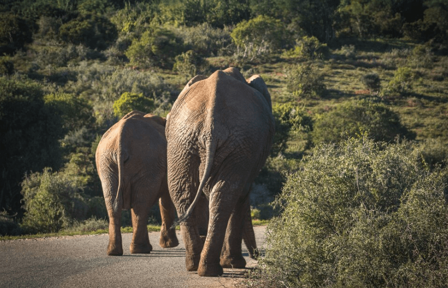 Samburu National Reserve, Kenya