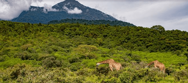 Arusha National Park Tanzania